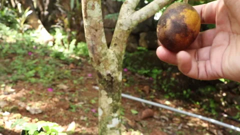 Hand Picking a Ripe Hog Plum from a Plant Vídeos de archivo 281667131