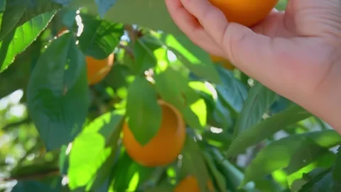 Hand picking a ripe orange from a tree Stock Footage 293493607