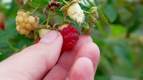 Hand Picking Ripe Organic Red Raspberry Close Up Stock-Footage 346180371