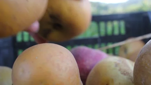 Hand picking a ripe pear from a plastic crate filled with freshly harvested Video stock 347121087