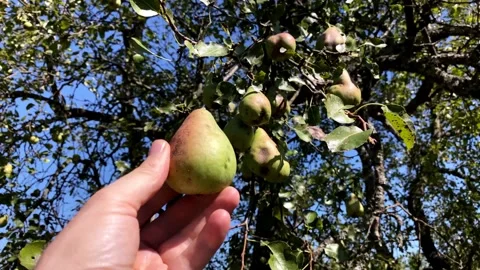 A Hand Picking A Ripe Pear From A Tree In The Garden On A Sunny Summer Day Stock Footage 150184399