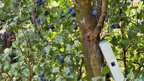 Hand Picking Ripe Plums from a Tree During a Garden Harvest Stock Footage 345871190