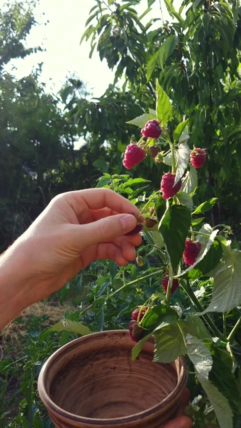 Hand picking ripe raspberries into a rustic clay bowl in a garden Stock Footage 341936896