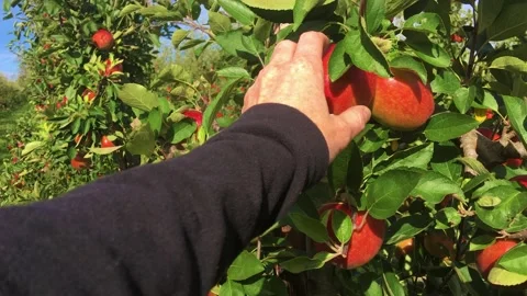 Hand picking ripe red apple from tree in English apple orchard at harvest time. Stock Footage 167138277