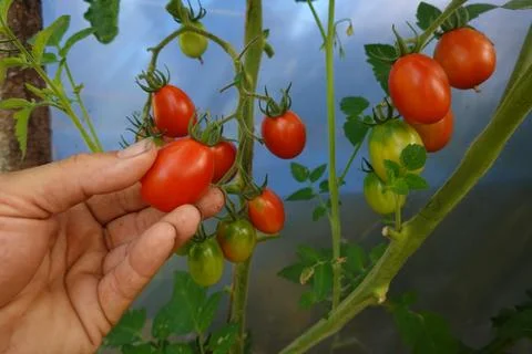 Hand picking ripe red cherry tomatoes from a growing plant, harvesting fres.. Stock Photos