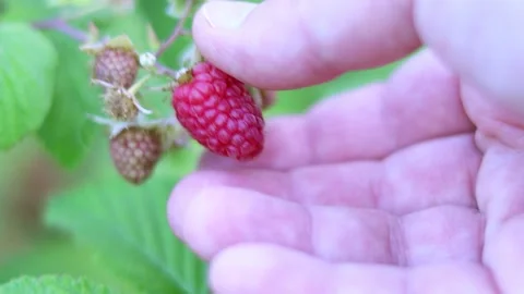 Hand picking ripe red raspberry from bush in garden. Farmer harvesting fres.. Stock Footage 343795944