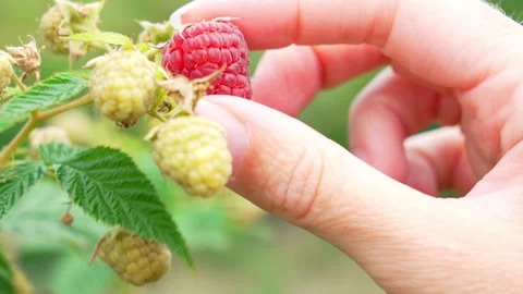 Hand Picking Ripe Red Raspberry from Bush in Organic Garden Stock-Footage 346180321