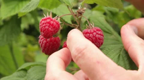 Hand picking ripe red summer fruit raspberries Stock Footage 11533987