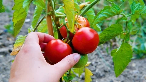 Hand picking a ripe red tomato 動画素材 93582074
