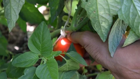 Hand Picking a Ripe Red Tomato from the Garden Vine Stock Footage 326003890