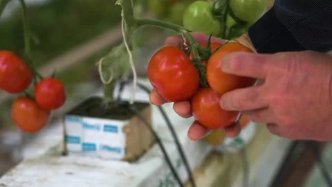 A hand picking ripe red tomatoes from a vine in a greenhouse Stock Footage 297766868