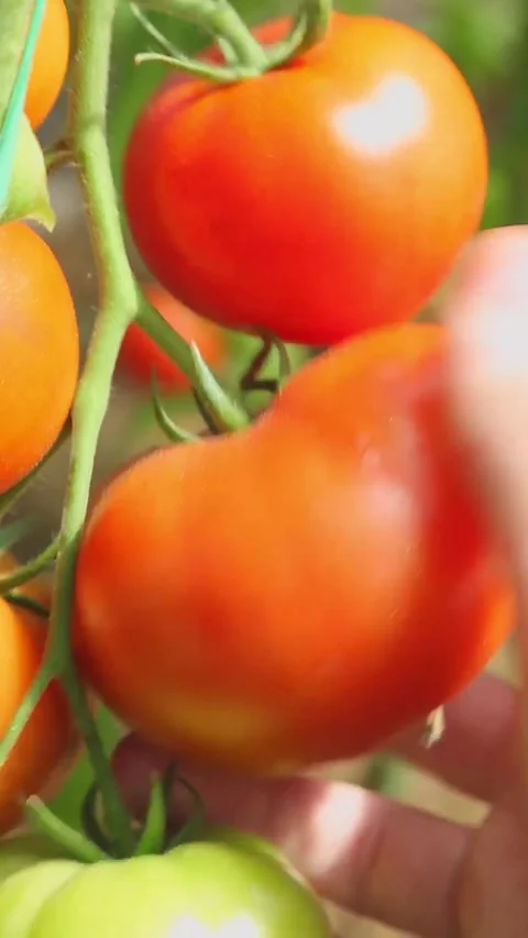 Hand picking ripe red tomatoes from green vine in garden Stock-Footage 317400029