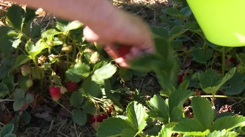 Hand Picking Ripe Strawberries During Farm Harvest Video stock 345509222
