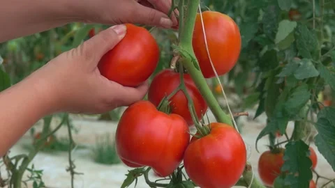 Hand Picking Ripe Tomatoes from Branch in Greenhouse Stock Footage 328094428