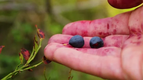 Hand picking ripe wild bilberries in a forest in Hamina, Finland, and squas.. Stock Footage 338304815