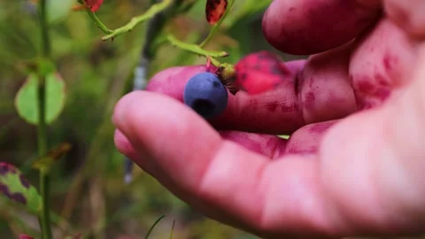 Hand picking ripe wild bilberries in a forest in Hamina, Finland, and squas.. Stock Footage 338304827