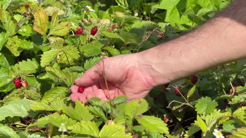 Hand Picking Ripe Wild Strawberries in Garden, Slow Motion Stock Footage 341816311