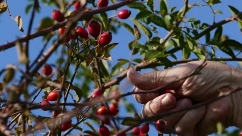 Hand Picking Rose Hips Stock Footage 158794890