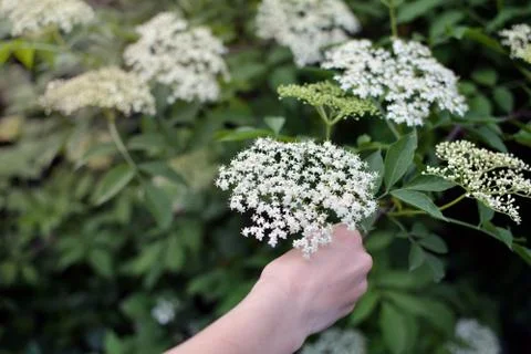 Hand picking sambucus Stock Photos