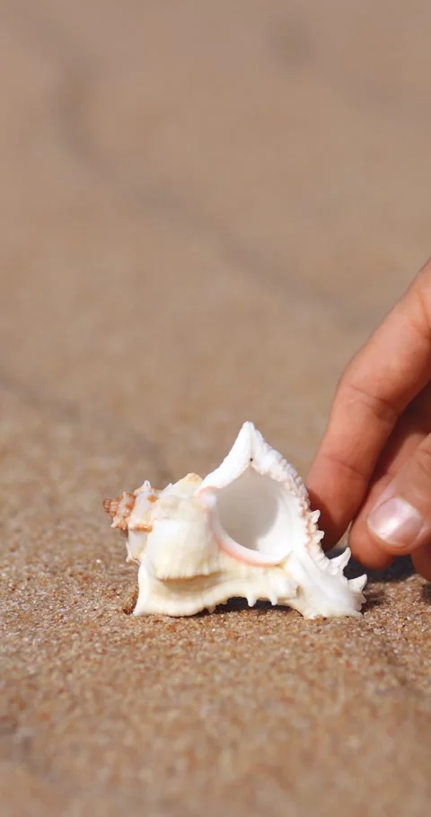 Hand Picking Up Seashell On Sandy Beach, Close Up Cinematic Detail Stock Footage 345376357