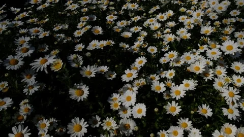 Hand Picking a Single Daisy from a Field of Flowers – Nature Stock Footage 303867576