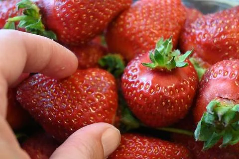 Hand picking single strawberry from container Fotos Stock