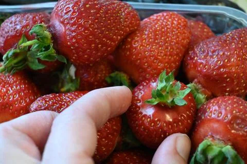 Hand picking single strawberry from container Photos