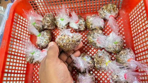 Hand picking Small Packets of Mawa Tobacco Mixture Displayed in a Red Plast.. Stock Photos