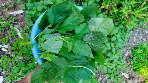Hand picking spinach during vegetable harvest Stock Photos