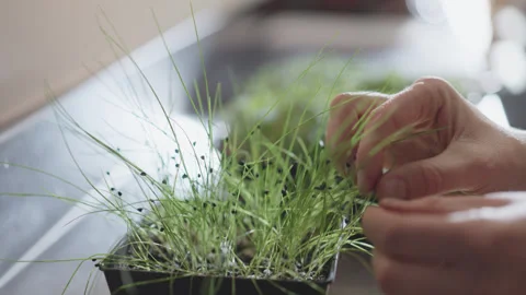 Hand picking sprouts in the kitchen Stock-Footage 320016841