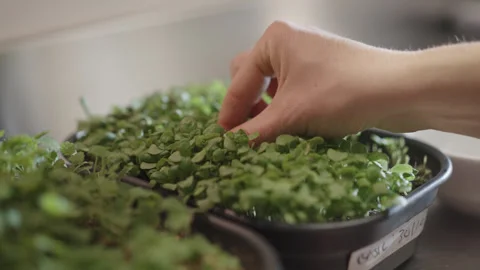 Hand picking sprouts in the kitchen 動画素材 320016883