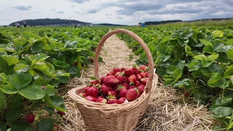 Hand Picking Strawberries Stock Footage 329280585
