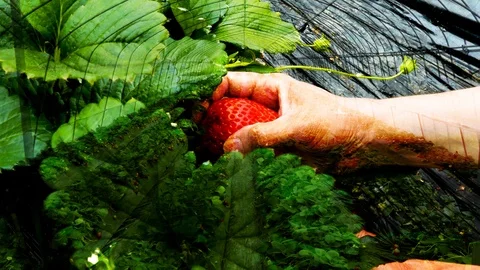 Hand picking strawberry patch overlay Vídeos de archivo 105855280