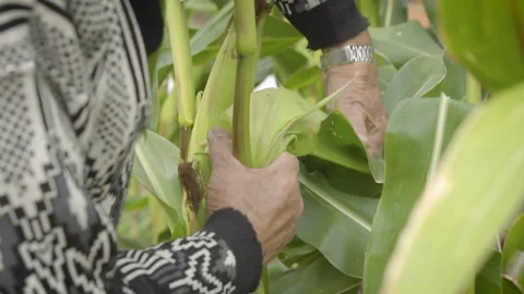 Hand Picking Sweet Corn Old Hands Stock Footage 160276899