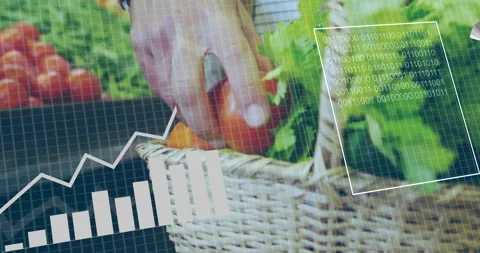 Hand picking tomato from basket with data processing animation overlay Stock Footage 305205348
