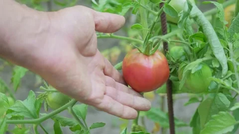 Hand picking tomatoes, close-up Video stock 138014272