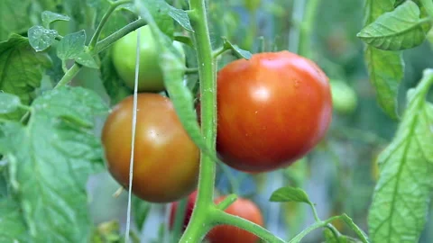 Hand picking tomatoes Stock Footage 135816468
