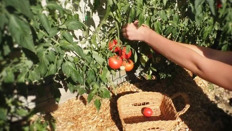 Hand picking of tomatoes in the garden Stock Footage 77997178