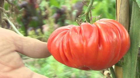 Hand Picking Tomatoes From Plant To Vegetable Garden, Close Up Stock Footage 92499076