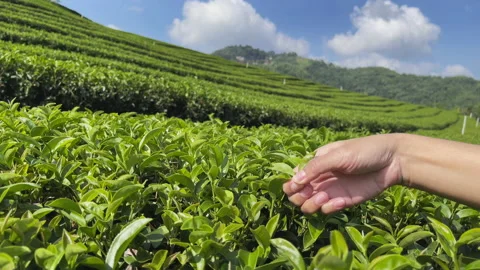 Hand picking the tops of green tea leaves on a tree Stock Footage 223600340