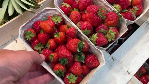 Hand Picking Up a Tray of Fresh Strawberries Video stock 342498520