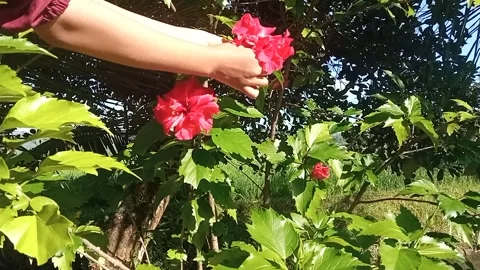 Hand picking vibrant red hibiscus flowers from a green bush. Stock Footage 313727837