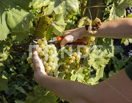 Hand Is Picking White Grapes