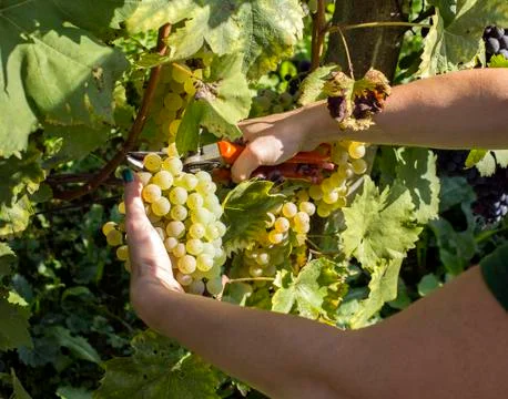 Hand is picking white grapes Stock Photos