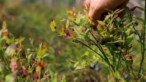 Hand picking wild bilberries in a forest in Hamina, Finland, and holding ri.. Stock Footage 338304826