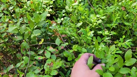 Hand Picking Wild Blueberries In Forest 库存影片 341344526