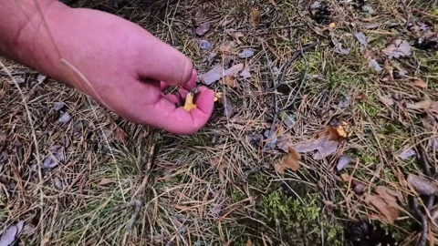Hand Picking Wild Mushrooms in Notecka Forest, Poland POV Stock Footage 345500406