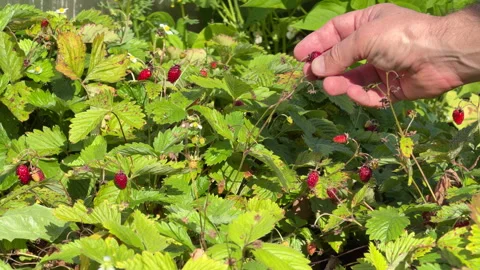 Hand Picking Wild Strawberries in Garden, Slow Motion Vídeos de archivo 341808351