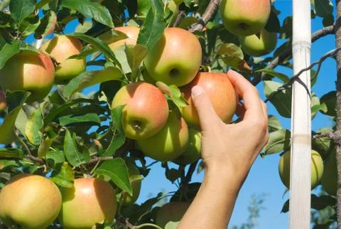 Hand picking yellow apple in a tree Foto stock