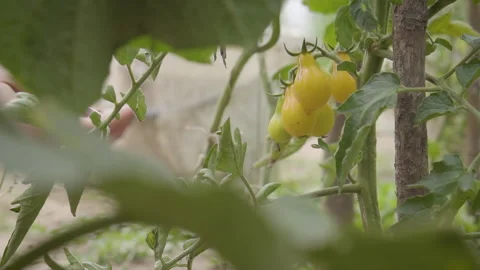 Hand Picking Yellow Cherry Tomato Stock Footage 160323498